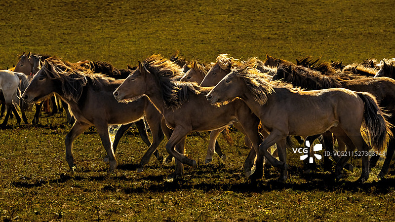 骏马奔驰图片素材