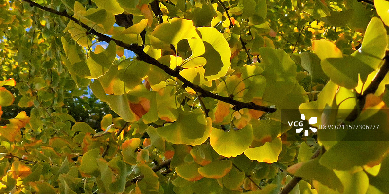 秋天的信使图片素材