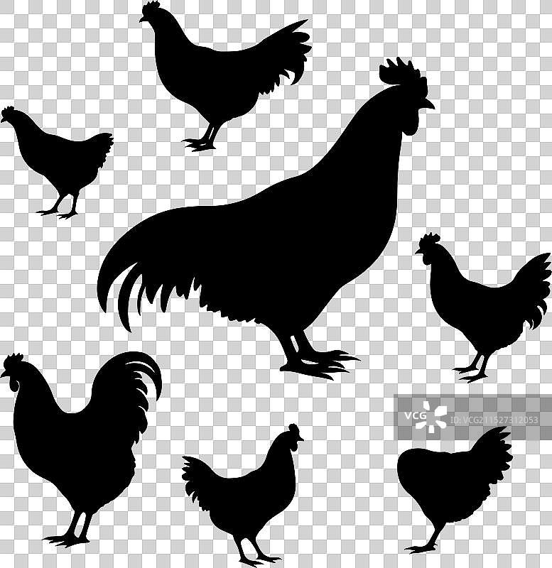 白色背景上的鸡剪影图片素材