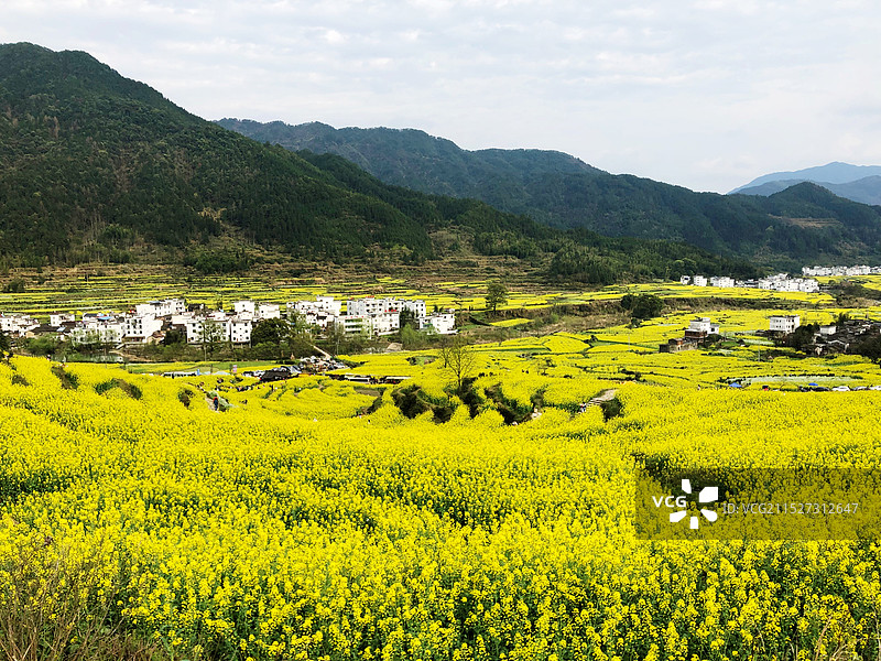 婺源油菜花海图片素材