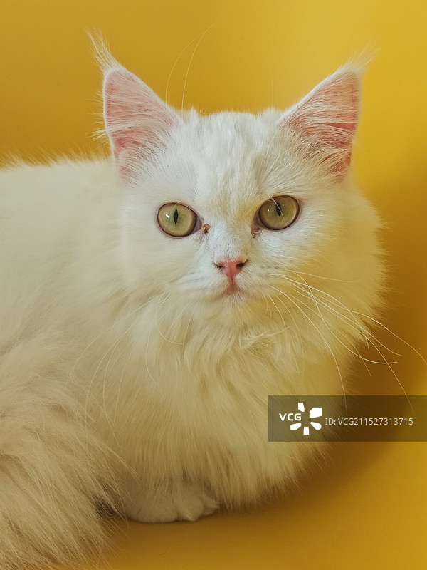 猫大咖图片素材