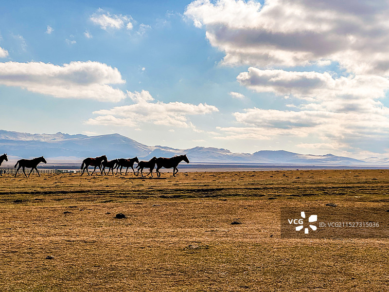草原上自由奔驰的马图片素材