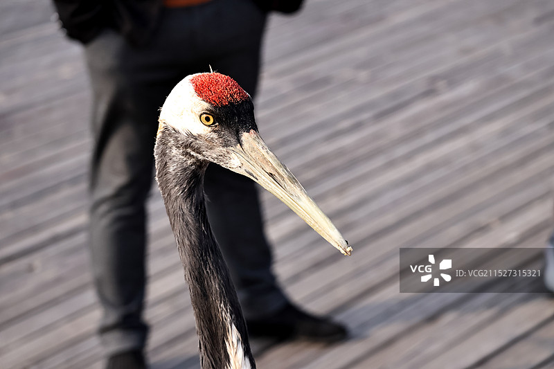 扎龙图集：陆地图片素材