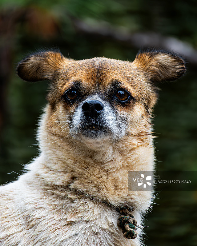 可爱的沙溪小狗图片素材