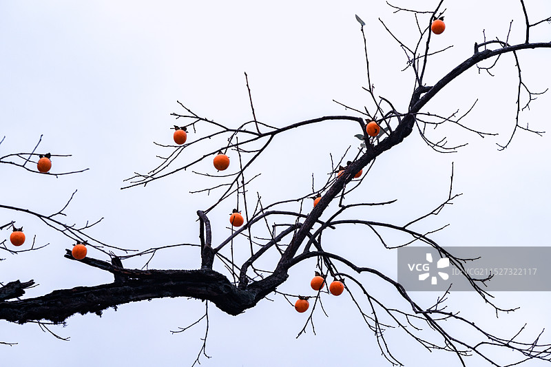 成熟的柿子图片素材