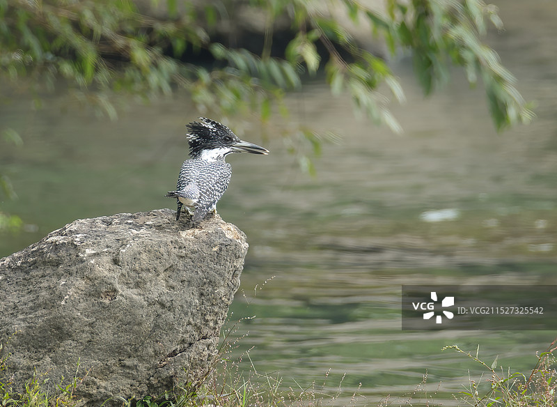 冠鱼狗图片素材