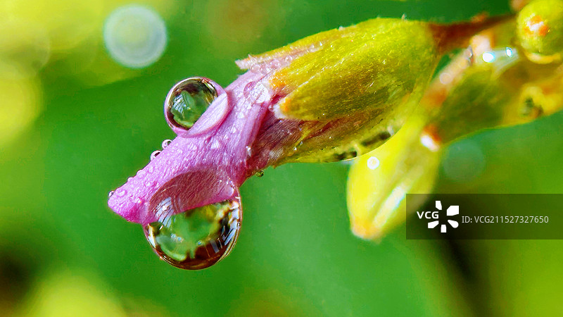 紫色酢浆草花苞露珠微距特写图片素材