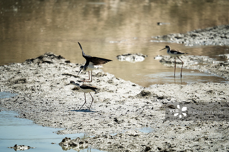 黑翅长脚鹬的打斗～图片素材