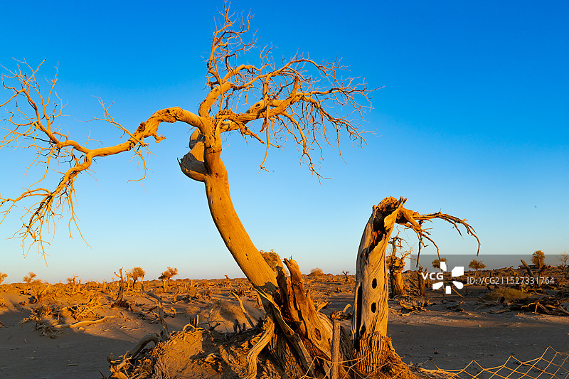 额济纳旗怪树林图片素材