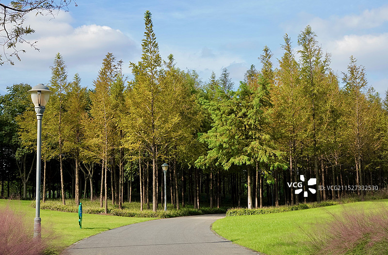 上海顾村公园秋日草地和树林图片素材