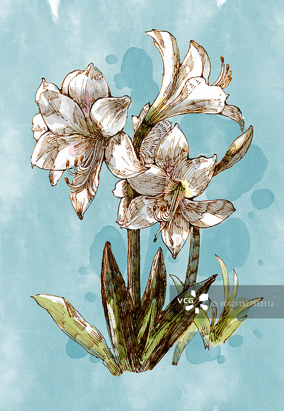 百合花水彩插画图片素材