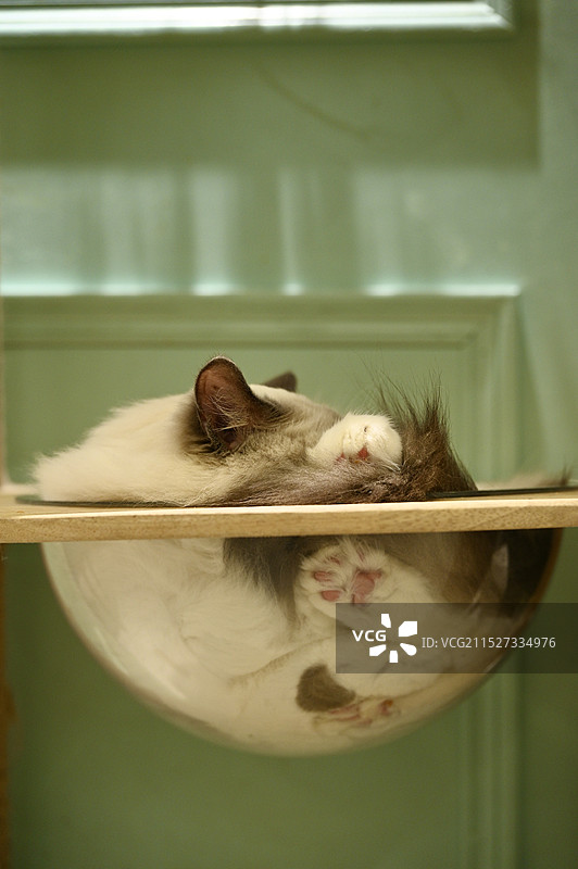 睡觉的猫图片素材