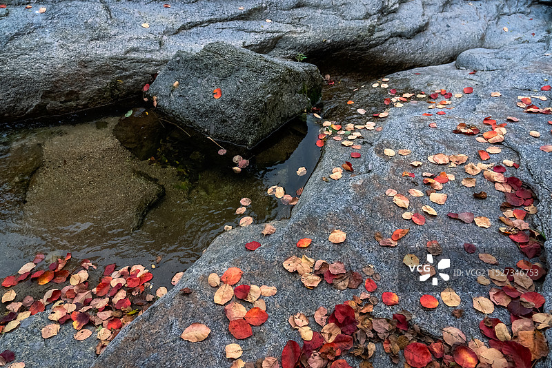 秋天岩石上飘落的红叶图片素材