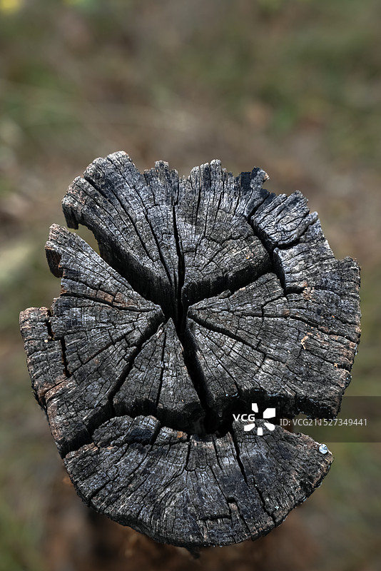 野外腐朽的树桩截面图片素材