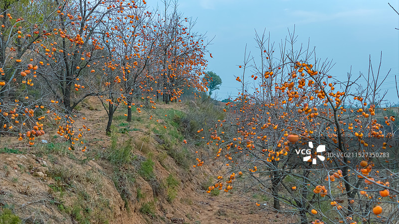农村秋天树上挂满成熟的柿子图片素材
