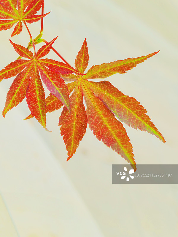 红枫叶图片素材