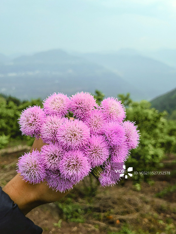 一束野花图片素材
