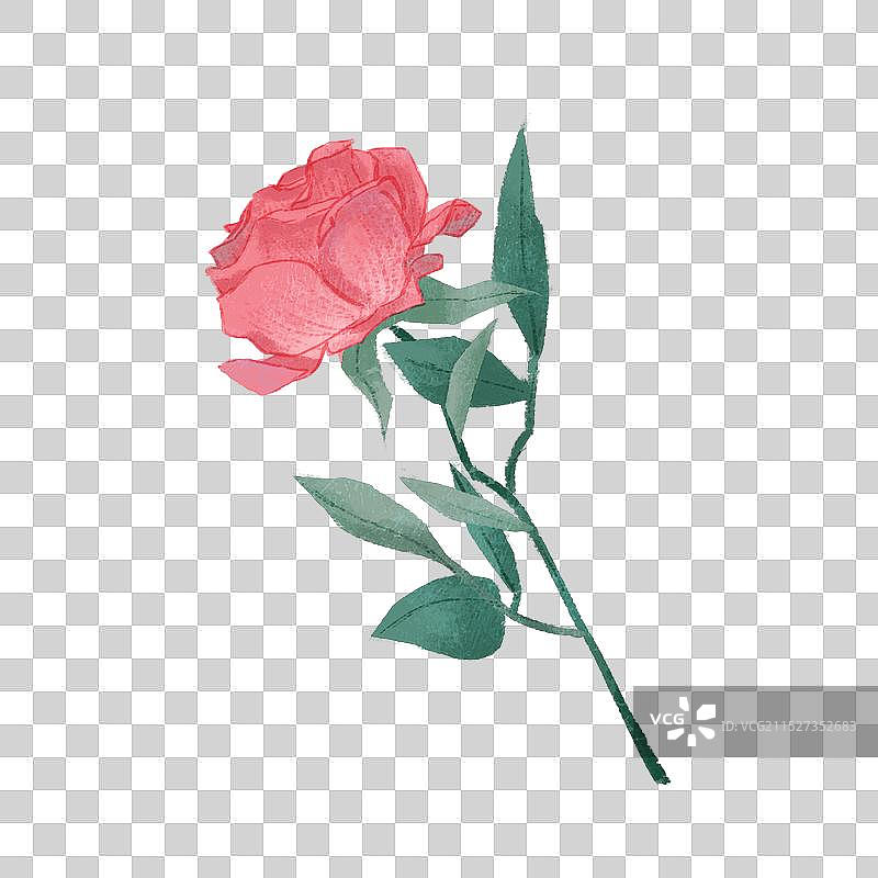 粉色玫瑰花图片素材