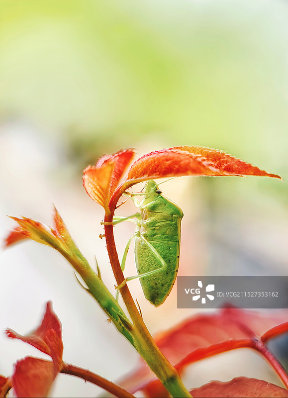 赏秋（盾蝽）图片素材