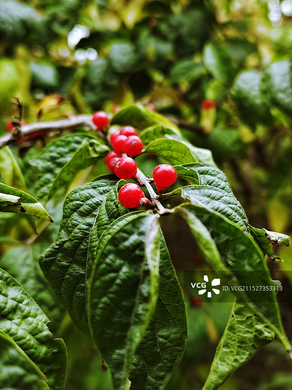《植物上生长的浆果特写镜头》图片素材