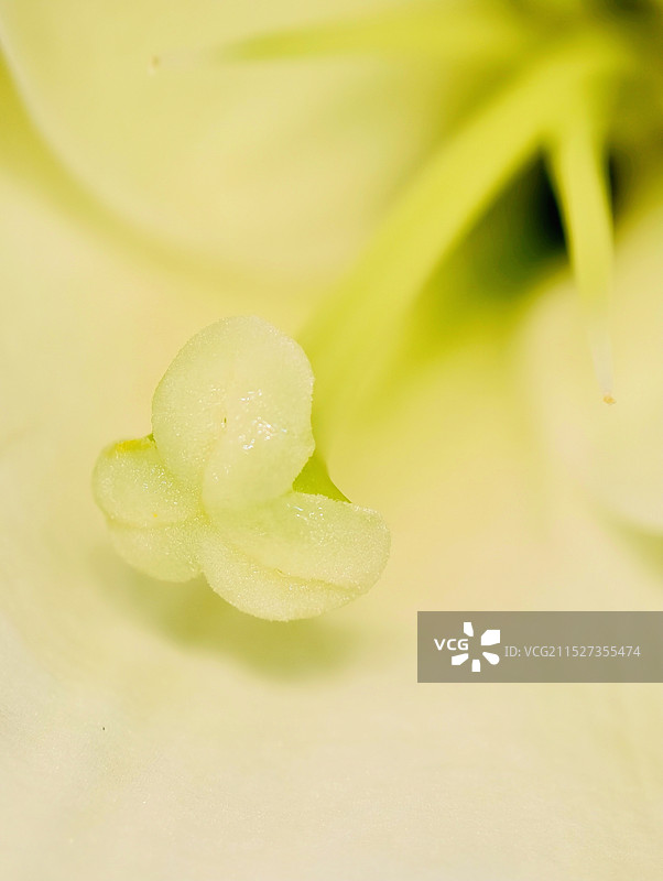 百合花蕊图片素材