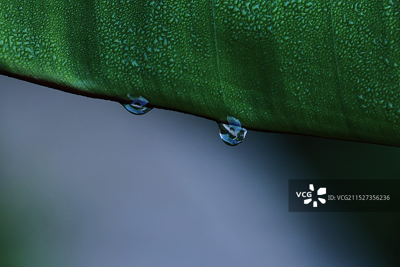 雨滴落在树叶上的特写镜头图片素材