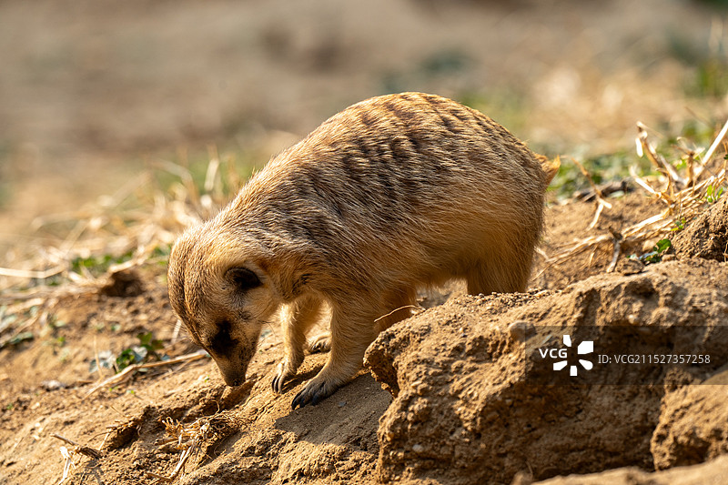 DSC05692图片素材