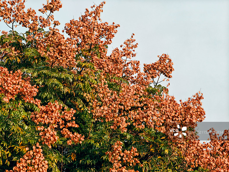 福州市北江滨栾树图片素材