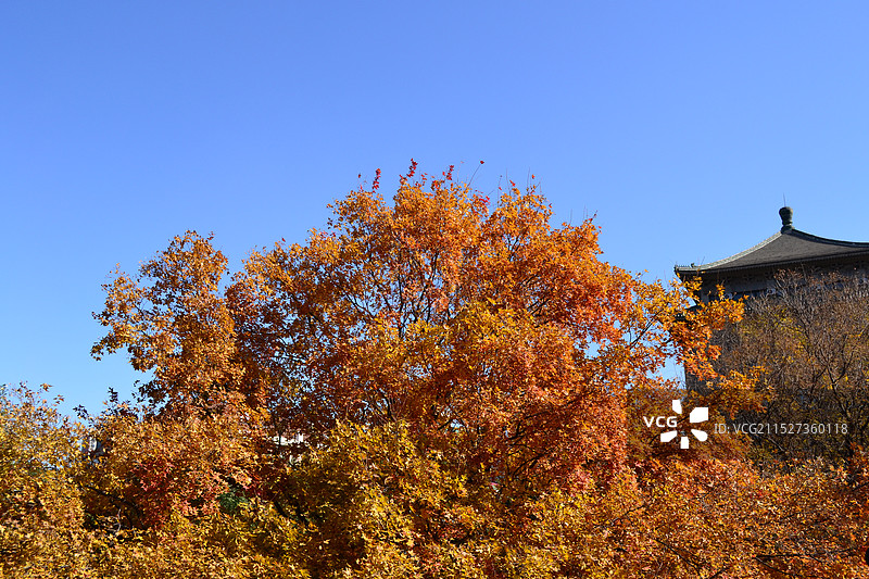 秋天的银杏图片素材