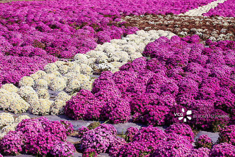 秋天的菊花田图片素材