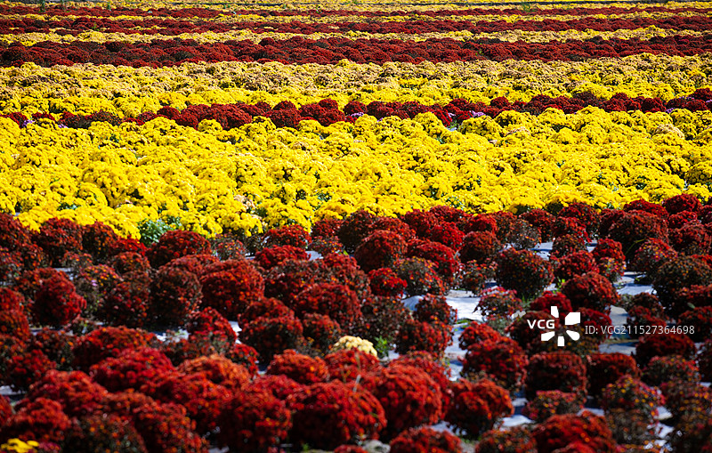 秋天的菊花田图片素材