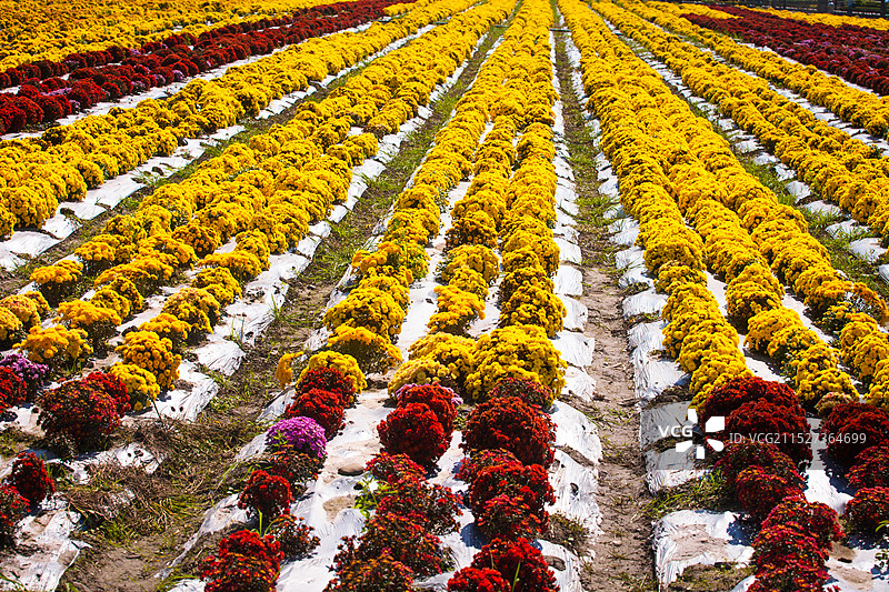 秋天的菊花田图片素材