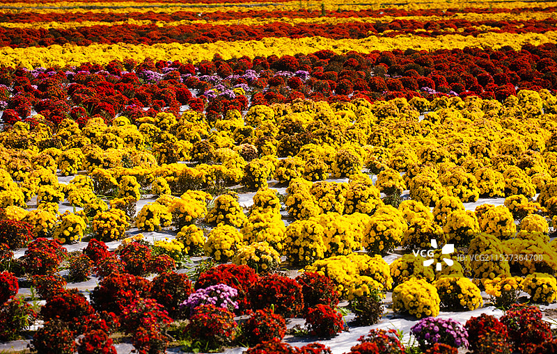 秋天的菊花田图片素材