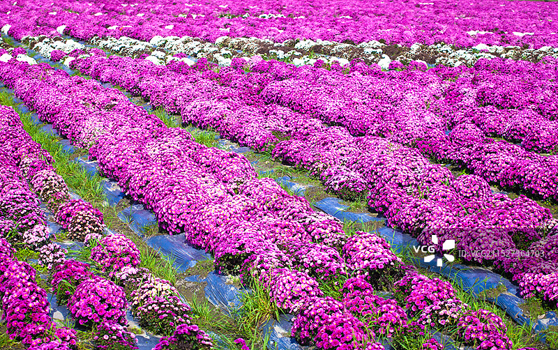 秋天的菊花田图片素材