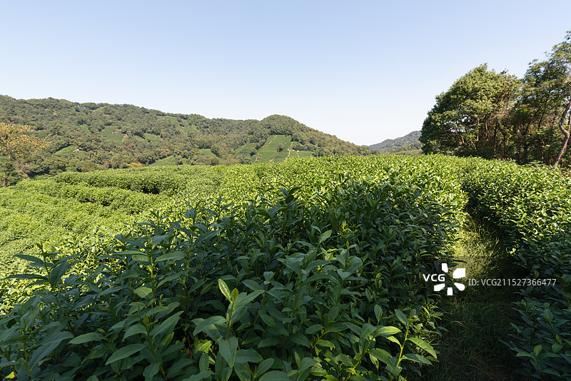 杭州西湖边龙井村秋天茶园风光图片素材
