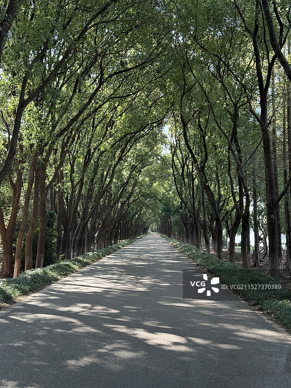 上海青浦太浦河边的林荫大道图片素材