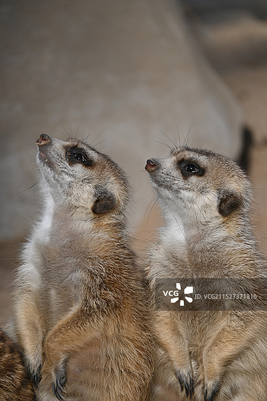 动物集图片素材