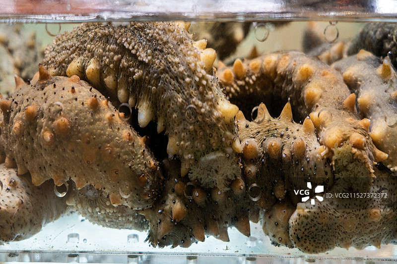 水里的新鲜活海参图片素材