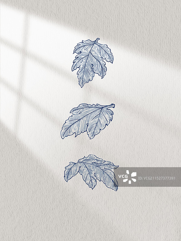 菊花叶子钢笔画手绘插画木刻版画图片素材