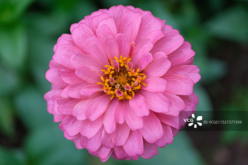 百日菊，别名：步步登高、节节高、鱼尾菊、百日草图片素材