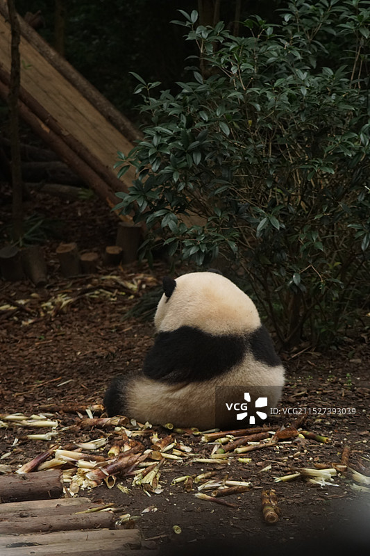 大熊猫-花花图片素材