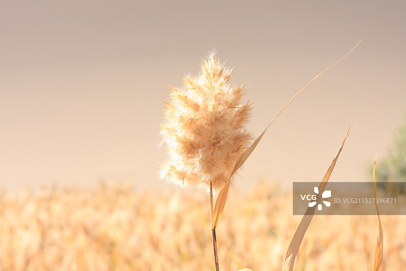 秋天里天空下田野上的芦苇开花的特写镜头图片素材