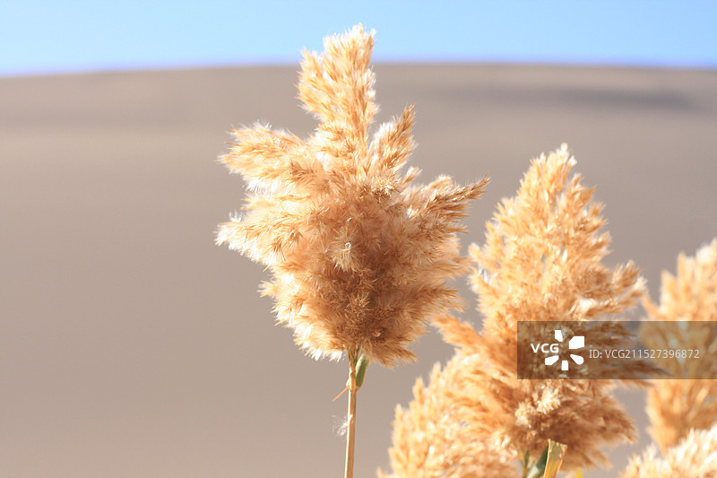 晴空下的沙漠植物开花的特写镜头图片素材