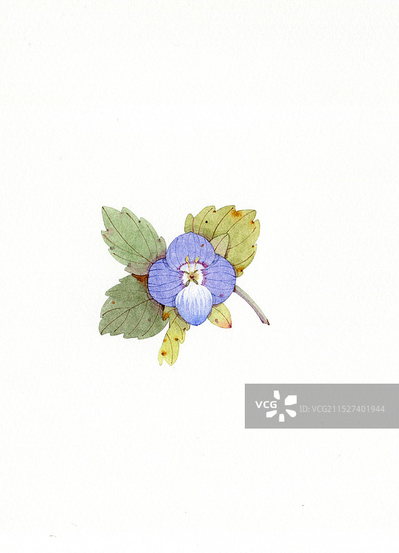 婆婆纳图片素材