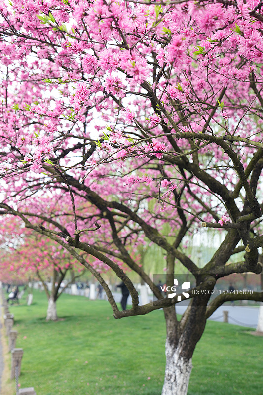 西湖的碧桃图片素材