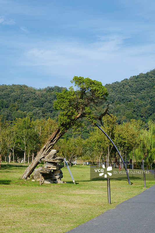 被支撑的树图片素材