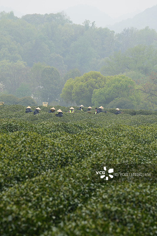 龙井问茶图片素材