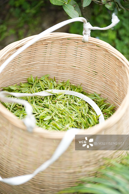 龙井问茶图片素材