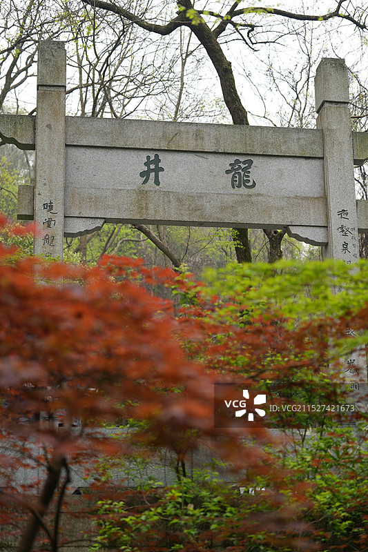 龙井问茶图片素材