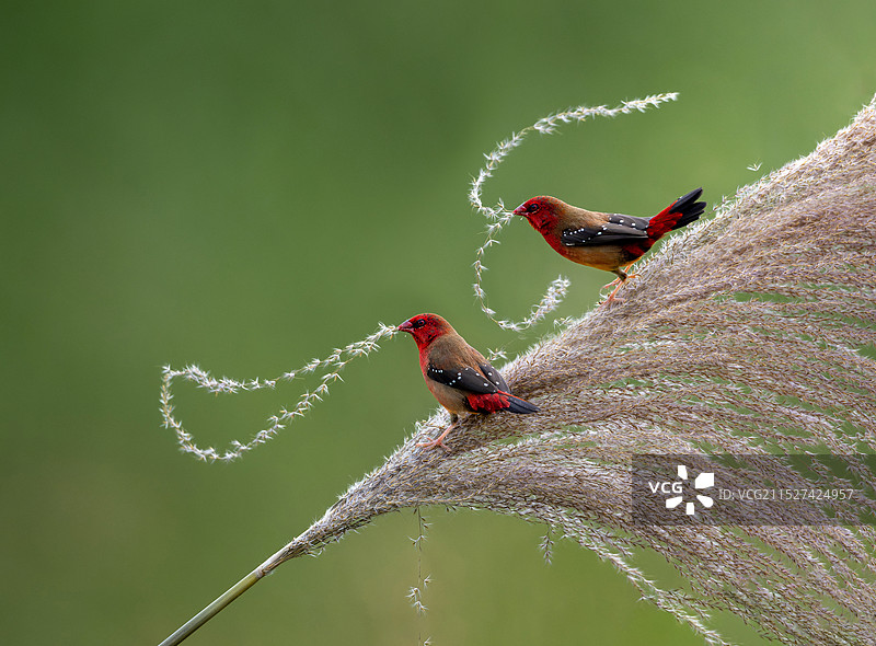 红梅花雀（中国 云南 西双版纳）图片素材